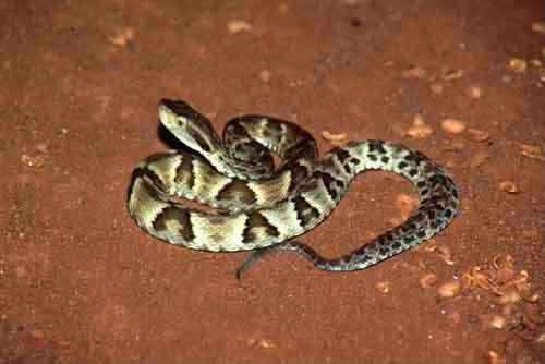 Bothrops jararaca (den