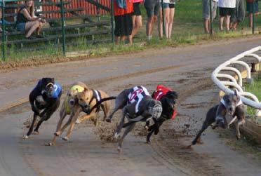 Det blev sex Örehovsrace för Greyhound denna dag. Ace of Diamonds vann ett K1 lopp på fina 18.36, Rikke Bankov, Danmark. Hjärta startade på 550 m och vann på fina 32.32, för My Leffler, SHS.