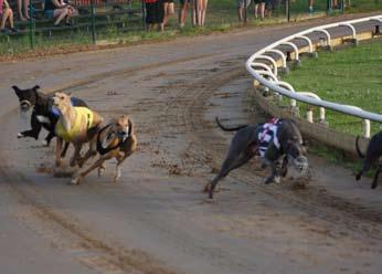 Första semifinalen vanns av Moon Quake Shake, 20.41, Katarina Nilsson, ÖHK-NoHS, tvåa Xanté, 20.64, Peggy Lundqvist, SHS, trea Bull Fighter, 20.71, Torsten Axelsson, 7HS.