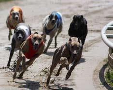 Lopp 1 Speedpartners Sprint Whippet vanns av Pommac Ice, 21.71, Åke Ericson, GHS. Lopp 2 Tik Kom Sammen, 320 m hade 3 utländska hundar. Här vann Hjärta, 18.