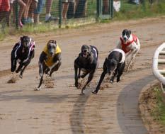 . Hon vinner även No More Legends hederspris på 1500 kr för snabbaste tik över 480 m under SM. 1. By By Mary Fly, My Leffler, SHS, 28.45 2. Curie, Yvonne Nilsson, SDA-GHK, 28.52 3.