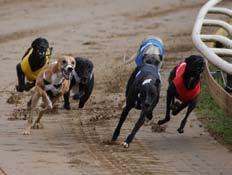 Favorit var Mambo Jambo, med bästa tiden i semifinalerna, han var också nybliven 2:a i Whippet Derby. Det blev en överlägsen seger, nästan med 1 sek. 1. Mambo Jambo, Jonas Leihed, 7HS, 30.97 2.