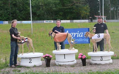 Avelsloppet 2014 Idag avgjordes det prestigefyllda Avelsloppet för 3-åriga greyhounds på Mariedal Park.
