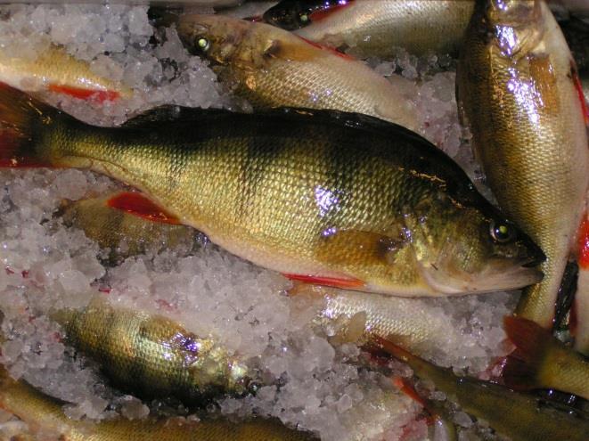 Beståndsstatus Migrationsstudier och genetiska analyser visar att abborren är en stationär fisk och att bestånden är lokala.