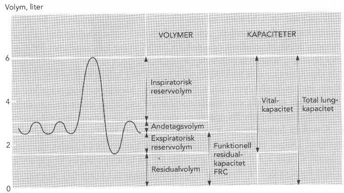 Tabell 1: Beskrivning av andningsvolymer Termer Residualvolym Tidalvolym Inspiratorisk reservvolym Expiratorisk reservvolym Vitalkapacitet Total lungkapacitet Funktionell recidualkapacitet