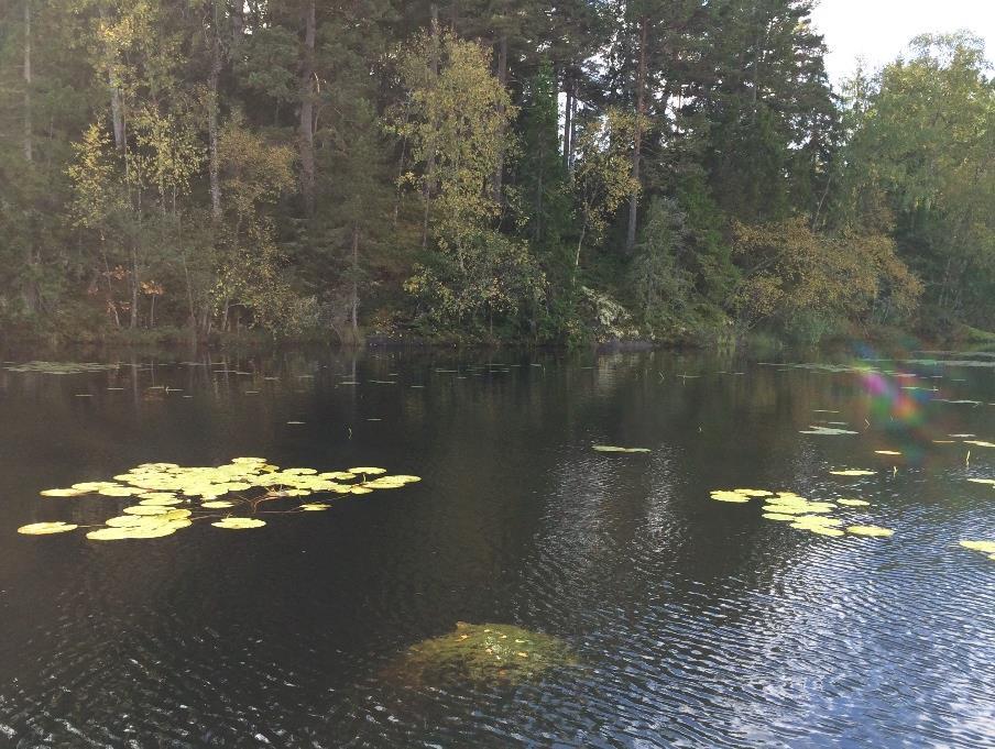 Resultat Kort beskrivning av Båtdraget Sjön är ca 1,5-2 m djup och har en area av ca 0,045 km 2.