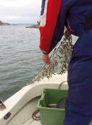 Y För att undersöka betningstrycket på bottendjur sattes det ut små pinnar med levande gammarus fastlimmade på en tunn lina som sedan räknades en gång i timmen.