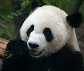 J djur Djur Maria Namn: Jättepanda Vetenskapligt namn : Ailuropoda melanoleuca Familj: Björnar, ursidae Vikt: Honor 70-100 kilogram, hanar 85-125 kilogram Äter: Nästan bara bambu Lever hur många år: