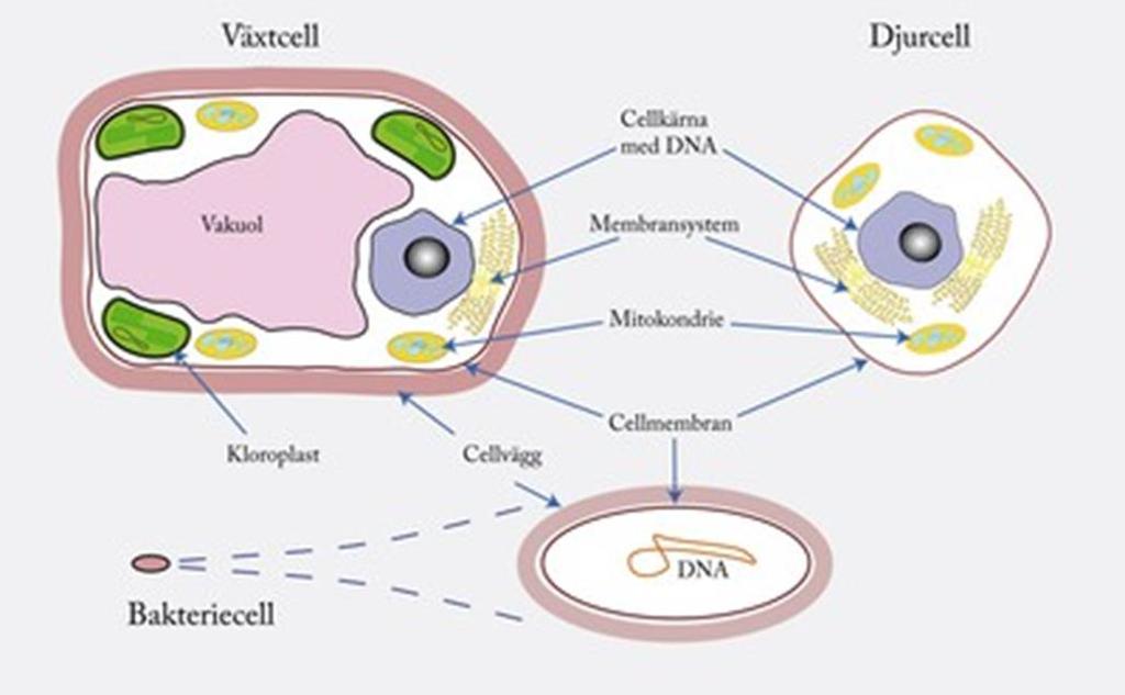 Olika celler svampceller Eukaryota celler -