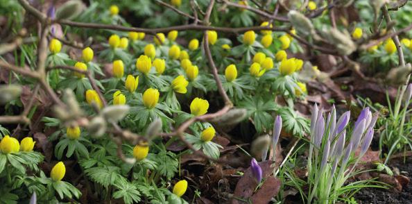 De är också värdefulla eftersom de blommar så sent på våren när många andra lökar blommat över. Humlorna älskar dem!