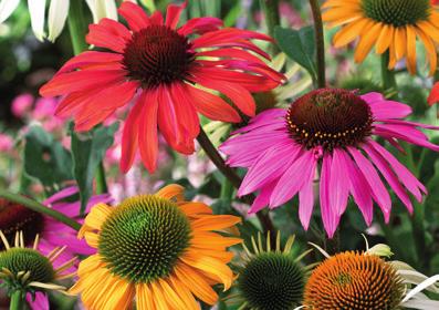 Får runda svartröda blad och små gula blommor. Bildar små frukter täckta med silkesliknande hår.