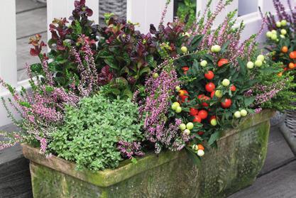 Just nu finns massor med blommande, vintergröna och gräs i olika sorter och med de rätta