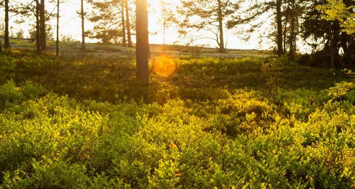 EKONOMISK REDOVISNING Resultatet av koncernens och förbundets verksamhet samt den ekonomiska ställningen vid räkenskapsårets utgång framgår av följande resultaträkning och balansräkning med noter.