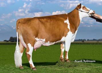 2017 11 06 Montbeliarde x Viking Red x Holstein Resultat av korsningsprogram i Danmark ± från renrasiga Holstein, jämförelser inom årsklass och besättning (8759 Hol kor, 1973 korsningar med RDM och