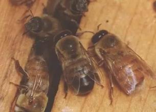 Lite teori Ett bi har 16 par kromosomer Alla äggceller och spermier innehåller slumpmässigt bara en kromosom från varje par