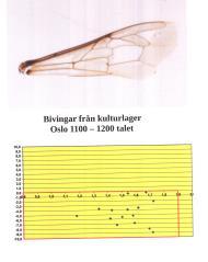 Tvådrönarinseminering Mellifera drottning x En Carnica drönare + En Mellifera drönare Discoidal vinkel 10,0 9,0 8,0 7,0 6,0 5,0 4,0 3,0 2,0 1,0 0,0-1,0 0,9 1,0 1,1 1,2 1,3 1,4 1,5 1,6 1,7 1,8 1,9 2,0