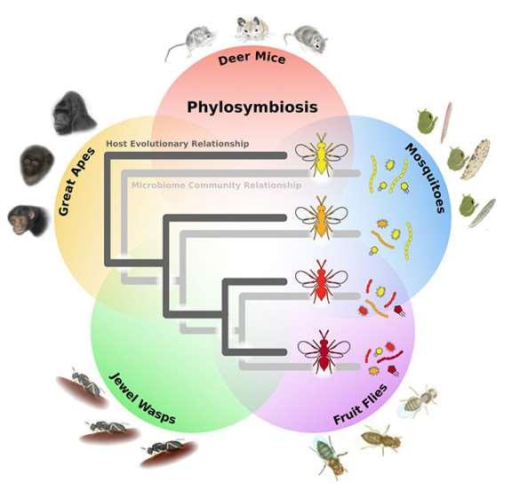 https://cns.utexas.edu/images/easyblog_shared/2017/b2ap3_large_bee-evolution1600.