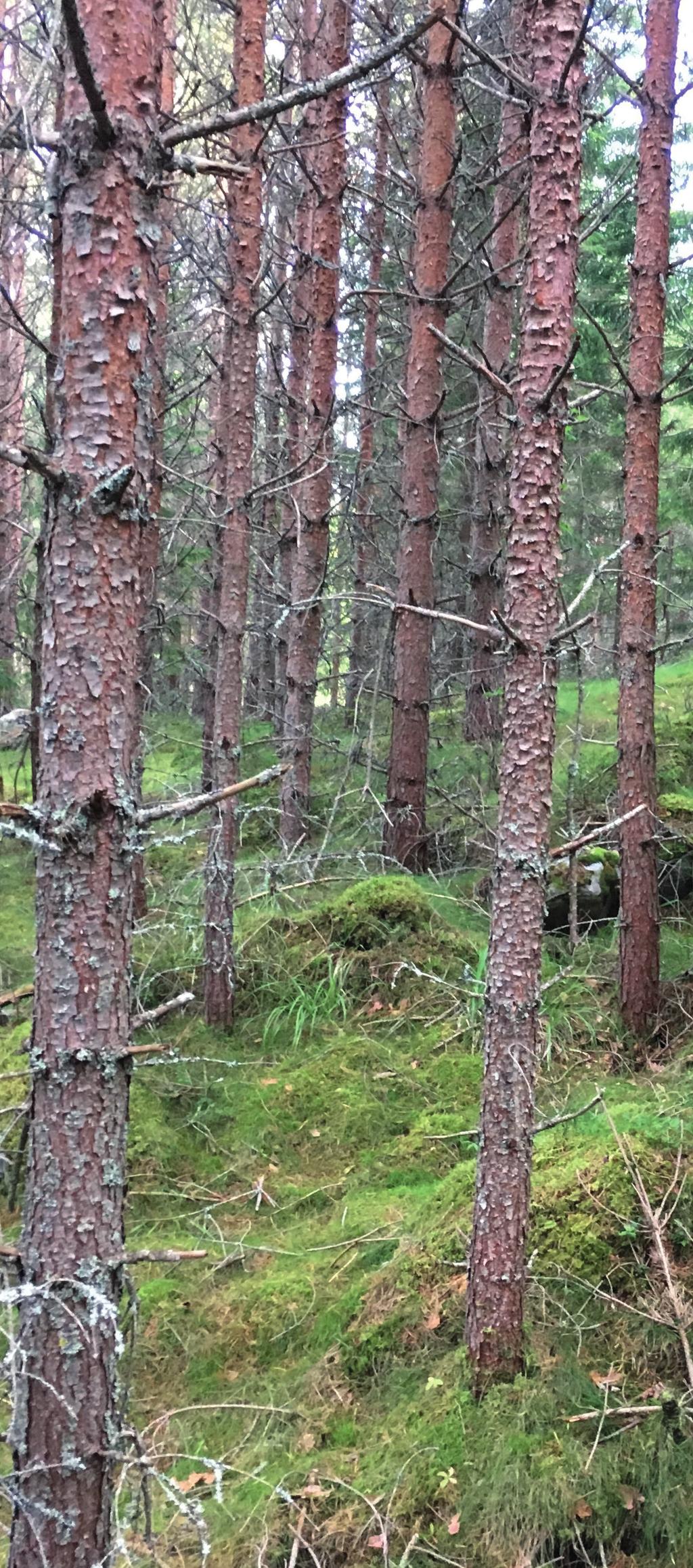 1% GALLRING GALLRINGSDAGARNA 217 Varmt välkommen till 217 års upplaga av Gallringsdagarna. Vi hoppas att du som besökare har både nytta och nöje med andra upplagan av Gallringsdagarna.