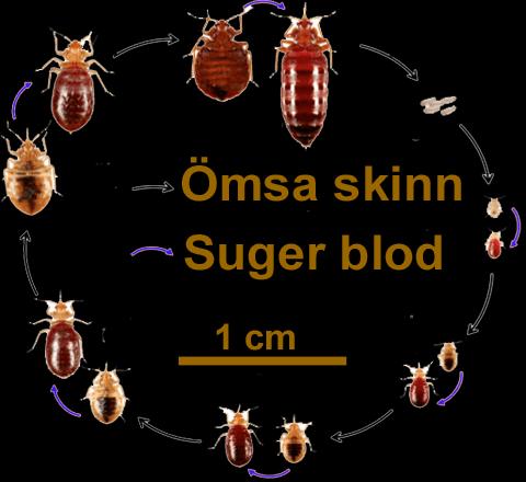 En hyresgäst som själv är ansvarig för ohyra har inte rätt till ersättning från Micasa Fastigheter. En hyresgäst ska följa skadedjursfirmans instruktioner till fullo.