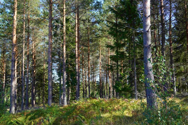 Fastigheterna Uppvidinge Svalpö 1:4 och 1:5 utgör egna fastigheter men om de skall fastighetsregleras svarar köparen för kostnaden.