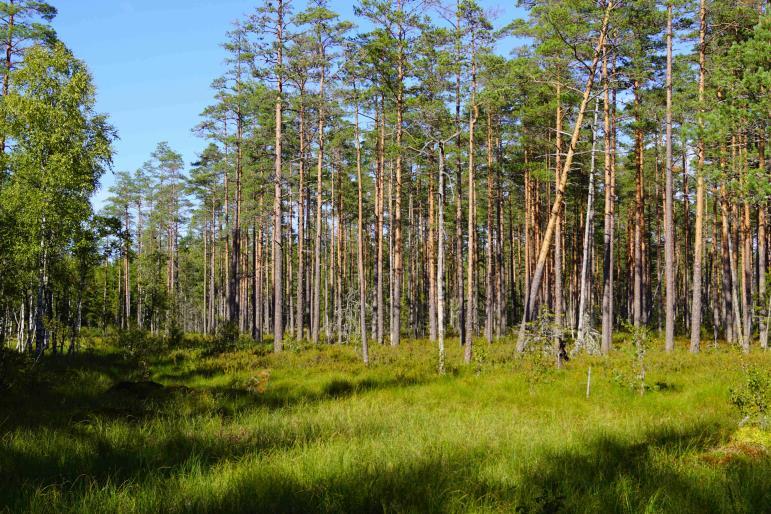 Byggnader Fastigheten är byggnadsfri. Skog och Mark Skogsmark Enligt skogsbruksplanen (september 2018) är den produktiva skogsarealen 144,2 ha med ett beräknat virkesförråd om 12 654 m3sk.