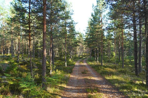 Källa: Skogens Pärlor, Skogsstyrelsen. Jakt och fiske Förekommande viltarter är älg, rådjur och vildsvin m.fl. Marken är ansluten till/ingår i; Uppvidinge Norra Älgskötselområde.