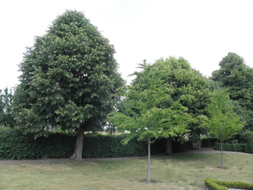 Trädkrans av lind norr Lind nr 13-15 syns på bilden. I förgrunden står de unga katsuraträden. Trädslag Värden Status Målsättning Aktuella frågor Åtgärdsförslag Lind God. Träden är friväxande.