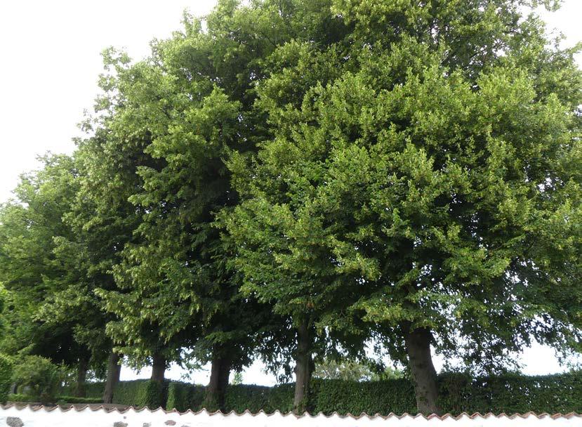 Trädkrans av lind öster Del av trädkransen mot öster, lind nr 28-36 Trädslag Värden Status Målsättning Aktuella frågor Åtgärdsförslag Lind Nr 28-36 Träden ingår i trädkransen som är en betydelsefull