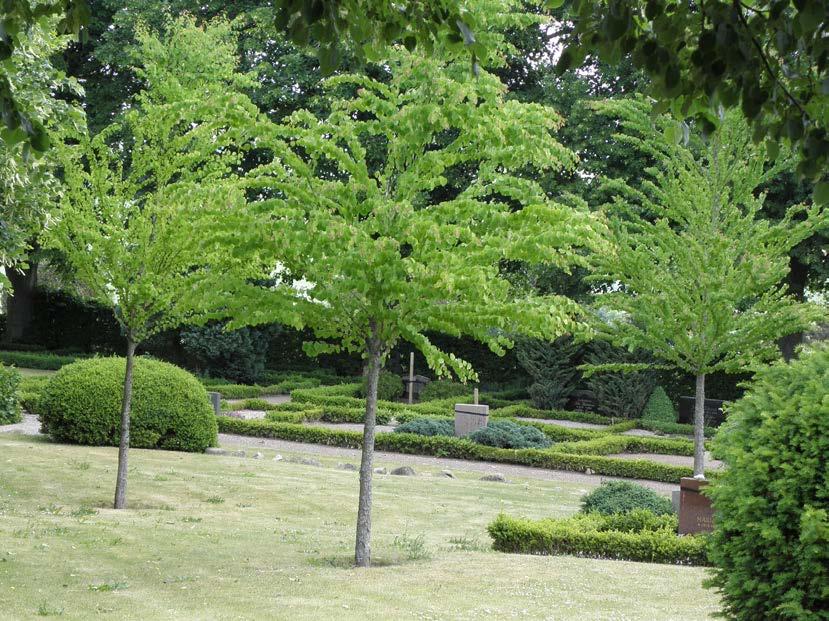 Trädgrupp - En grupp katsura har planterats i den norra delen av kyrkogården, nr 40-42 Trädslag Värden Status Målsättning Aktuella frågor Åtgärdsförslag Katsura Nr 40-42 Träden har estetiska värden.