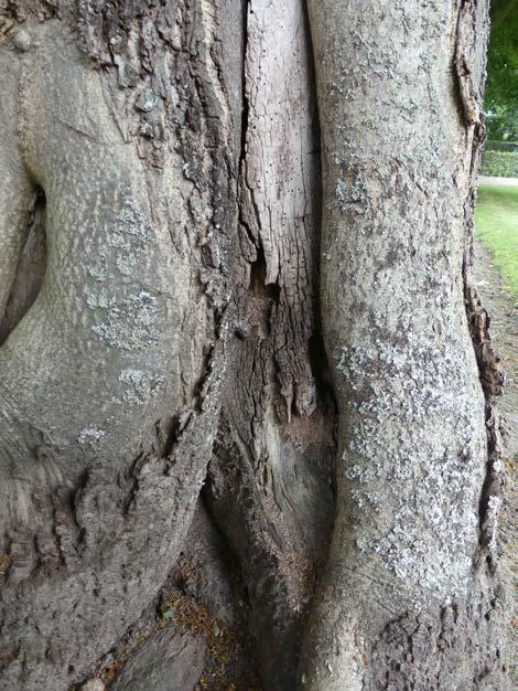 Bilder på arter och strukturer Träd som beskärs eller råkar ut för andra skador blir ofta ihåliga och extra
