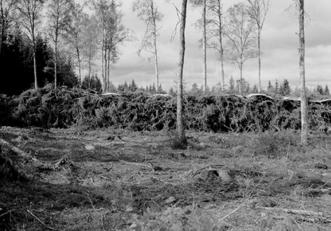 En täckt välta. Buntar Kommersiella lösningar för bunttillverkning av obearbetade avverkningsrester har nyligen presenterats. Buntarna är ca 3,2 3,4 meter långa och har en diameter på ca 70 cm.