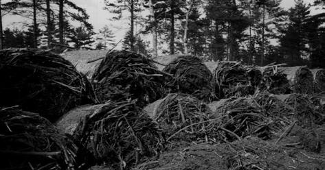 exponerade för väder hade en fukthalt på ca 21 % i slutet av lagringen. Den mikrobiella aktiviteten var relativt hög, vilket orsakade relativt höga substansförluster.