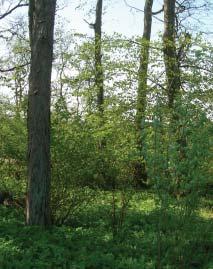 Inom planområdet är en skogsdunge, som även innehåller ett dike, belägen.