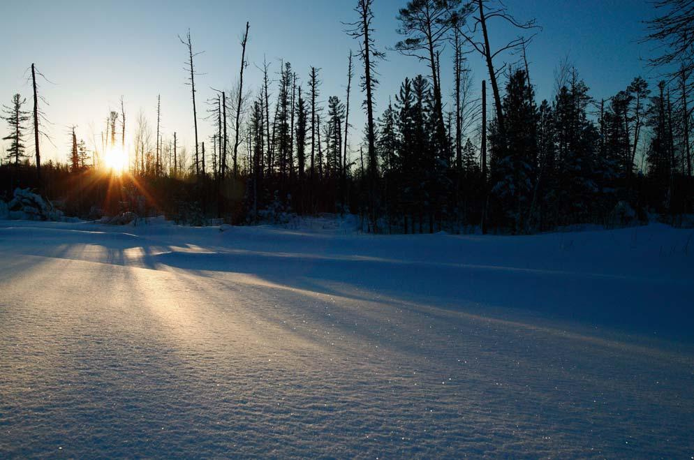 Den sibiriska skogen är till största delen helt orörd Miljöpolicy Oljan är idag en nödvändig råvara i samhället.