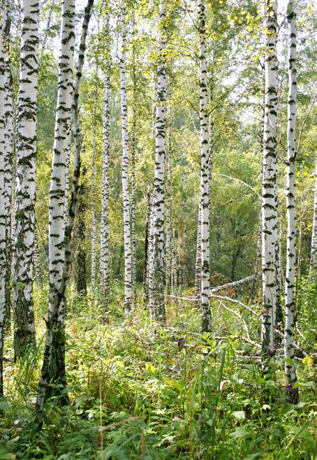 Utgivningsområden: Alunda, Dannemora, Hargshamn, Gimo, Öregrund, Österbybruk, Östhammar KOMMUNENS MEST EFTERFRÅGADE ANNONSTIDNING!