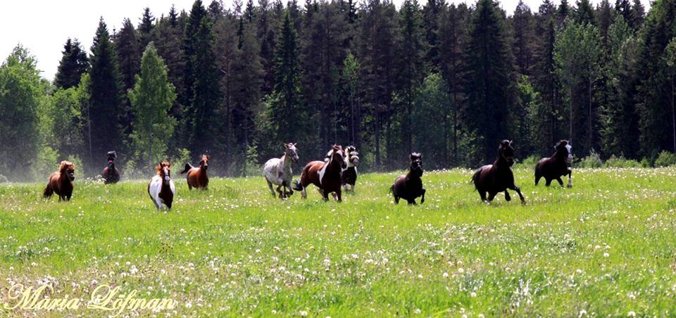 Vi tycker själva att det ska bli väldigt roligt, och vi känner oss nöjd med de olika evenemangen. Evenemangen ser du på sidan 4. Hyr häst har blivit populärt vilket vi också tycker är superkul.