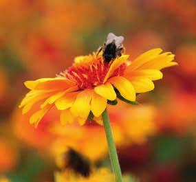 Anläggningsråd Vildängsblandning En lätt sandblandad jord erbjuder det bästa underlaget. En blomsteräng ska aldrig gödslas inte ens i samband med anläggningen.