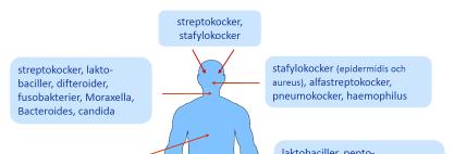 Allmänt om mikroorganismer Mikroorganismer (bakterier, virus, svampar, parasiter) finns överallt i vår