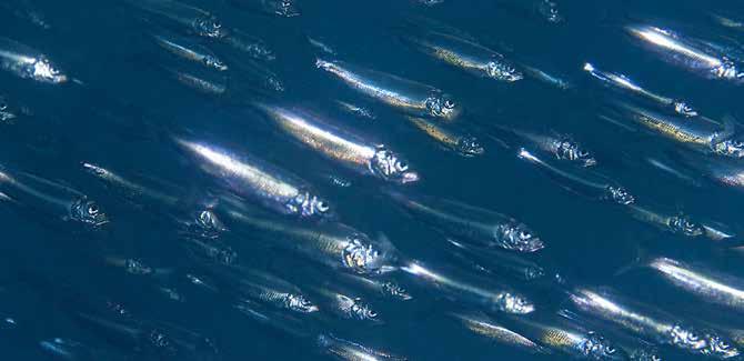 När mängden torsk i Östersjön är stor kan torsken exempelvis reglera populationerna av den djurplanktonätande skarpsillen.