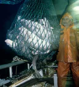 I Öresund är situationen en annan, och det finns även stora torskar i beståndet. I Öresund har trålfiske varit förbjudet sedan 1930-talet. Figur omritad från Svedäng & Hornborg 2017. Ett gott exempel.