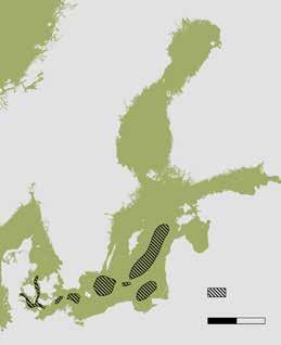HISTORIEN OM ÖSTERSJÖTORSKEN 5 Anpassad till brackvatten Torsken i Östersjön har med tiden utvecklat en stor förmåga att hantera det utsötade Östersjövattnet [2].