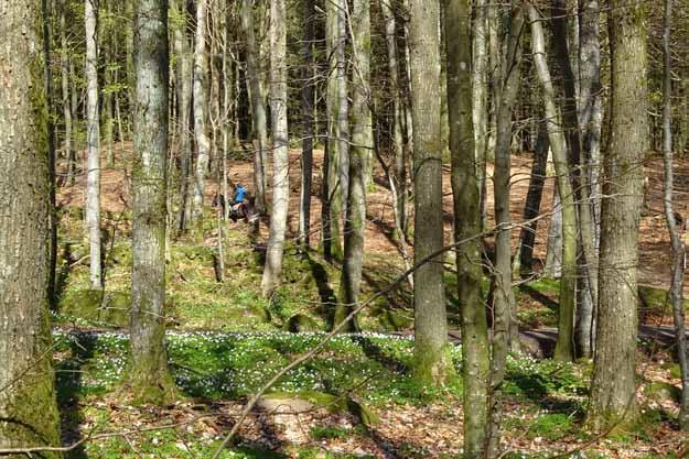 Måndag 1 maj: Brandkronad kungsfågel och trädgårdsträdkrypare De av oss som inte fått nog av tidig morgonskådning på stranden travade ner och ställde oss på sandklinten vartefter vi vaknade.