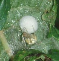 Däremot är det i hög grad lönsamt att hjälpa de naturliga nyttodjuren, och erfarenheterna från Sverige tyder på, att