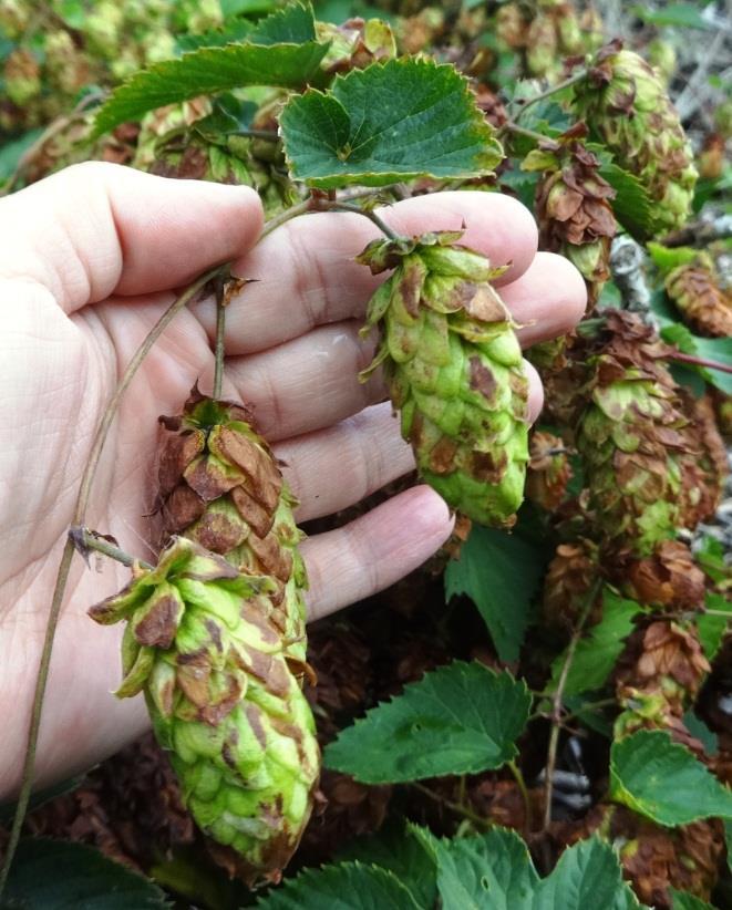 huvud- och sidoskott går i stå, och skottspetsarna vissnar. I den mån att skotten hinner utveckla blad, utvecklas oftast gråsvarta svampsporer längs bladnerverna.