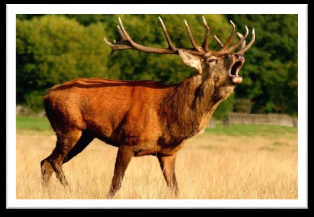 J djur Djur Ren Maria Namn: Ren Vetenskapligt namn: Rangifer tarandus Familj: Hjortdjur Längd: Kroppslängden är mellan 120 och 230 cm, mankhöjden (mäts från marken till ryggen) är mellan 90 och 140