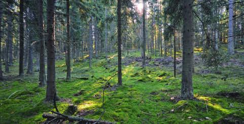 13 Skogar Minimum 13.1 Skogslagens miljönormer 13.2 Naturvårdslagen 13.3 Certifi ering av skogar Poäng 13.4 Skogsplanering genom växelverkan, 2 poäng 13.5 Utbildning av ansvarspersoner, 1 5 poäng 13.