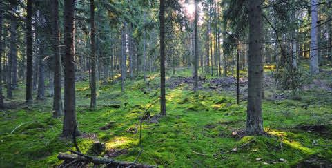 13 Skogar Minimum 13.1 Skogslagens miljönormer 13.2 Naturvårdslagen 13.3 Certifi ering av skogar Poäng 13.4 Skogsplanering genom växelverkan, 2 poäng 13.5 Utbildning av ansvarspersoner, 1 5 poäng 13.