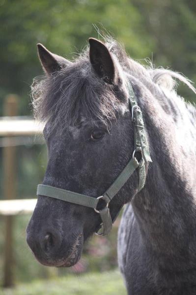 (vik from 1 aug) 75% Leif Hjerpe, stallskötare Susanne Wrang, ridinstruktör och stallskötare (barnledig from 1 juli) Gun Söderberg, kanslist Göran Bergman,