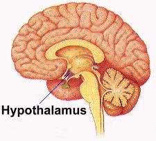 Hypothalamus Utsöndrar korta peptidhormoner (små delar av proteiner