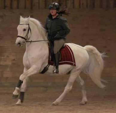 31 Favory XI-52 FOTO: REBECKA PETERSSON Favory XI-52, eller Dobre som vi kallar honom, är den första hästen från statsstuteriet Topolcianky som kommit till Sverige.
